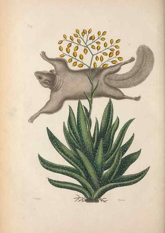 Reproducción/Reproduction 49456723548: The natural history of Carolina, Florida, and the Bahama Islands :. London :Printed for B. White,1771.. 