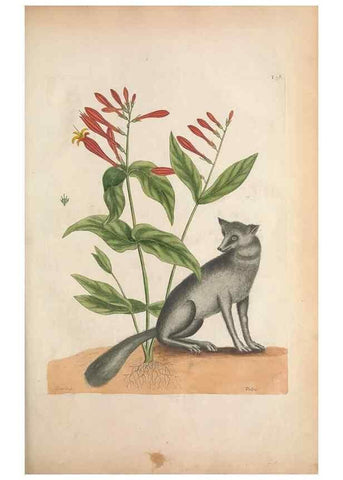 Reproducción/Reproduction 49457429252: The natural history of Carolina, Florida, and the Bahama Islands :. London :Printed for B. White,1771.. 