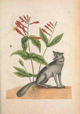 Reproducción/Reproduction 49457429252: The natural history of Carolina, Florida, and the Bahama Islands :. London :Printed for B. White,1771.. 