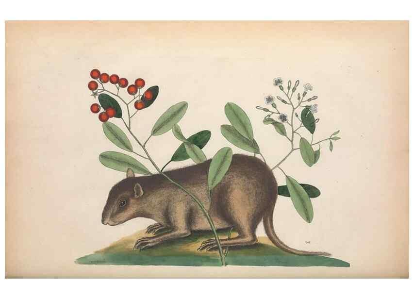 Reproducción/Reproduction 49457195531: The natural history of Carolina, Florida, and the Bahama Islands :. London :Printed for B. White,1771.. 
