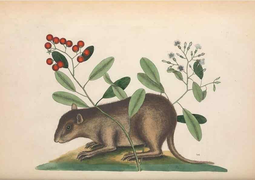 Reproducción/Reproduction 49457195531: The natural history of Carolina, Florida, and the Bahama Islands :. London :Printed for B. White,1771.. 