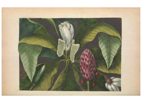 Reproducción/Reproduction 49457429947: The natural history of Carolina, Florida, and the Bahama Islands :. London :Printed for B. White,1771.. 
