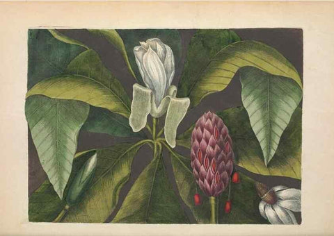 Reproducción/Reproduction 49457429947: The natural history of Carolina, Florida, and the Bahama Islands :. London :Printed for B. White,1771.. 
