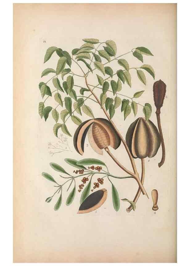Reproducción/Reproduction 49457196101: The natural history of Carolina, Florida, and the Bahama Islands :. London :Printed for B. White,1771.. 