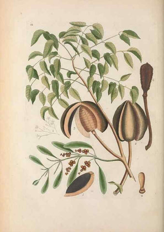 Reproducción/Reproduction 49457196101: The natural history of Carolina, Florida, and the Bahama Islands :. London :Printed for B. White,1771.. 