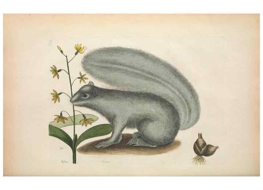 Reproducción/Reproduction 49456722423: The natural history of Carolina, Florida, and the Bahama Islands :. London :Printed for B. White,1771.. 