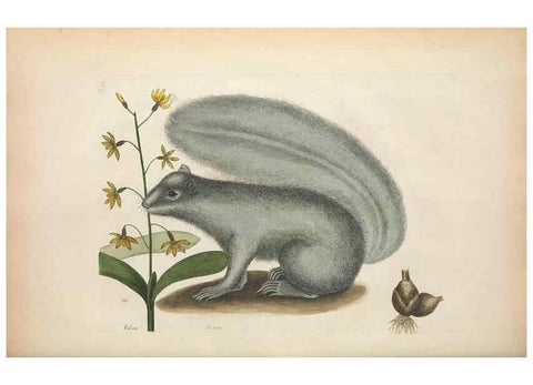 Reproducción/Reproduction 49456722423: The natural history of Carolina, Florida, and the Bahama Islands :. London :Printed for B. White,1771.. 