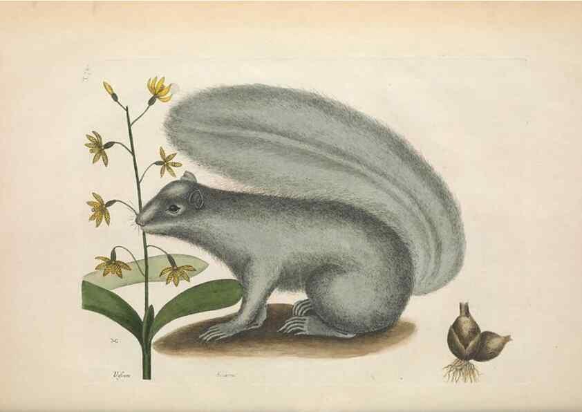 Reproducción/Reproduction 49456722423: The natural history of Carolina, Florida, and the Bahama Islands :. London :Printed for B. White,1771.. 