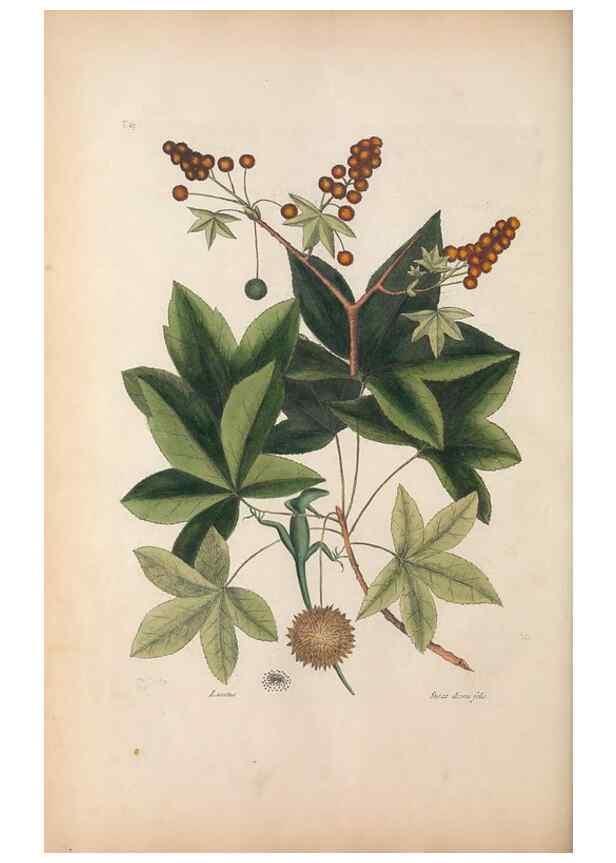 Reproducción/Reproduction 49457191381: The natural history of Carolina, Florida, and the Bahama Islands :. London :Printed for B. White,1771.. 