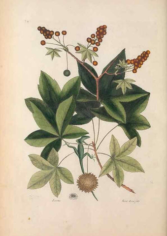 Reproducción/Reproduction 49457191381: The natural history of Carolina, Florida, and the Bahama Islands :. London :Printed for B. White,1771.. 