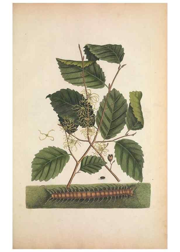 Reproducción/Reproduction 49457201621: The natural history of Carolina, Florida, and the Bahama Islands :. London :Printed for B. White,1771.. 