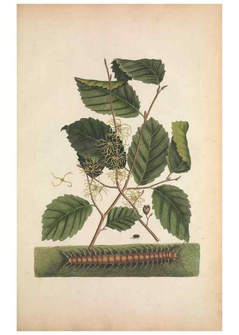 Reproducción/Reproduction 49457201621: The natural history of Carolina, Florida, and the Bahama Islands :. London :Printed for B. White,1771.. 