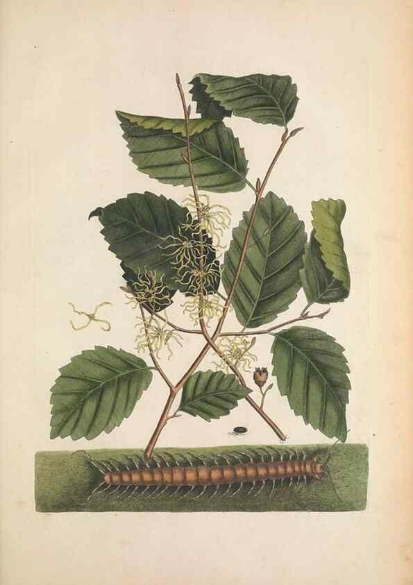 Reproducción/Reproduction 49457201621: The natural history of Carolina, Florida, and the Bahama Islands :. London :Printed for B. White,1771.. 