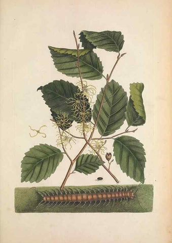 Reproducción/Reproduction 49457201621: The natural history of Carolina, Florida, and the Bahama Islands :. London :Printed for B. White,1771.. 