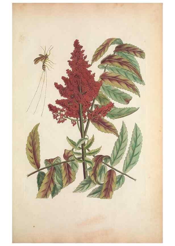 Reproducción/Reproduction 49457436132: The natural history of Carolina, Florida, and the Bahama Islands :. London :Printed for B. White,1771.. 