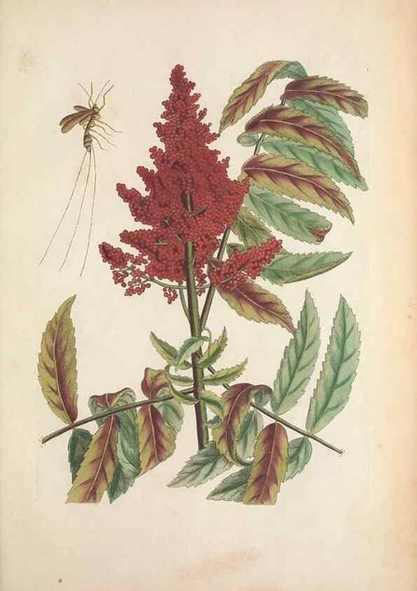 Reproducción/Reproduction 49457436132: The natural history of Carolina, Florida, and the Bahama Islands :. London :Printed for B. White,1771.. 