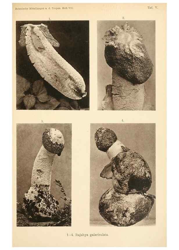 Reproducción/Reproduction 49460124257: Brasilische Pilzblumen.. Jena,G. Fischer,1895.. 