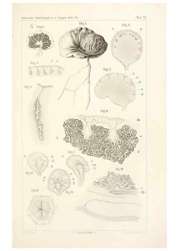 Reproducción/Reproduction 49459891891: Brasilische Pilzblumen.. Jena,G. Fischer,1895.. 