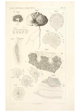 Reproducción/Reproduction 49459891891: Brasilische Pilzblumen.. Jena,G. Fischer,1895.. 
