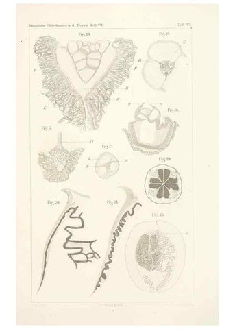 Reproducción/Reproduction 49460124877: Brasilische Pilzblumen.. Jena,G. Fischer,1895.. 