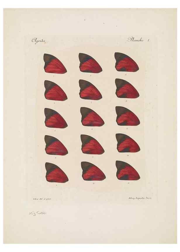 Reproducción/Reproduction 49468617297: Thèses entomologiques (Lépidoptères) :. Paris :G. de Malherbe et Cie Imprimeurs,3 Novembre 1921.. 
