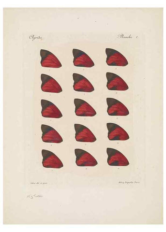 Reproducción/Reproduction 49468617297: Thèses entomologiques (Lépidoptères) :. Paris :G. de Malherbe et Cie Imprimeurs,3 Novembre 1921.. 