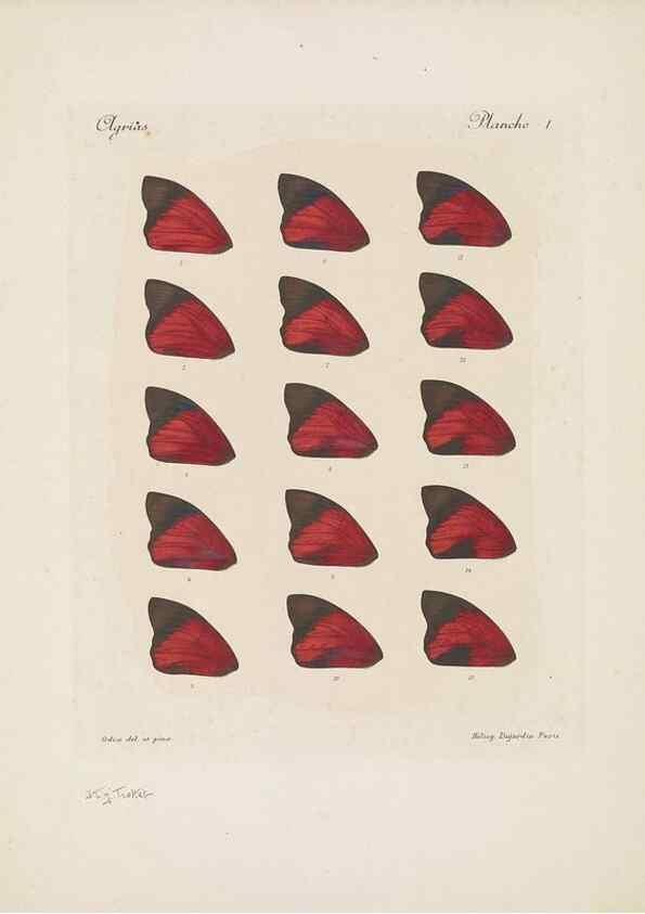 Reproducción/Reproduction 49468617297: Thèses entomologiques (Lépidoptères) :. Paris :G. de Malherbe et Cie Imprimeurs,3 Novembre 1921.. 