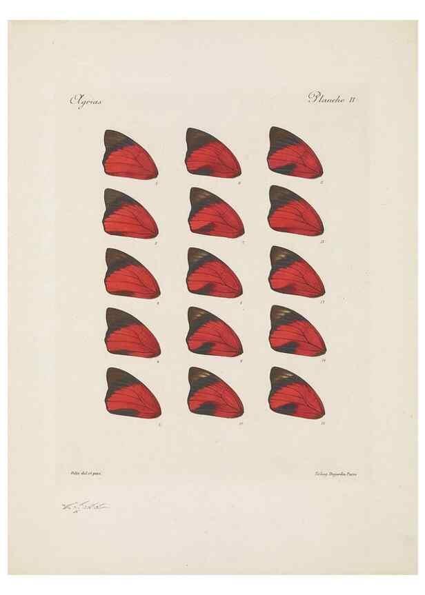Reproducción/Reproduction 49467899138: Thèses entomologiques (Lépidoptères) :. Paris :G. de Malherbe et Cie Imprimeurs,3 Novembre 1921.. 