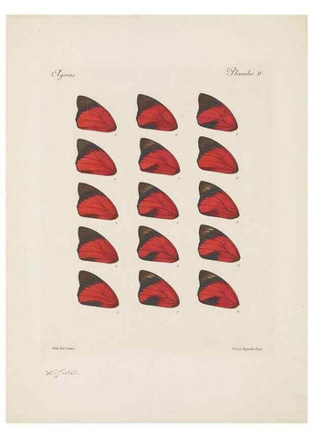 Reproducción/Reproduction 49467899138: Thèses entomologiques (Lépidoptères) :. Paris :G. de Malherbe et Cie Imprimeurs,3 Novembre 1921.. 