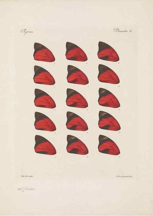 Reproducción/Reproduction 49467899138: Thèses entomologiques (Lépidoptères) :. Paris :G. de Malherbe et Cie Imprimeurs,3 Novembre 1921.. 