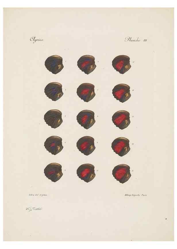 Reproducción/Reproduction 49467899348: Thèses entomologiques (Lépidoptères) :. Paris :G. de Malherbe et Cie Imprimeurs,3 Novembre 1921.. 