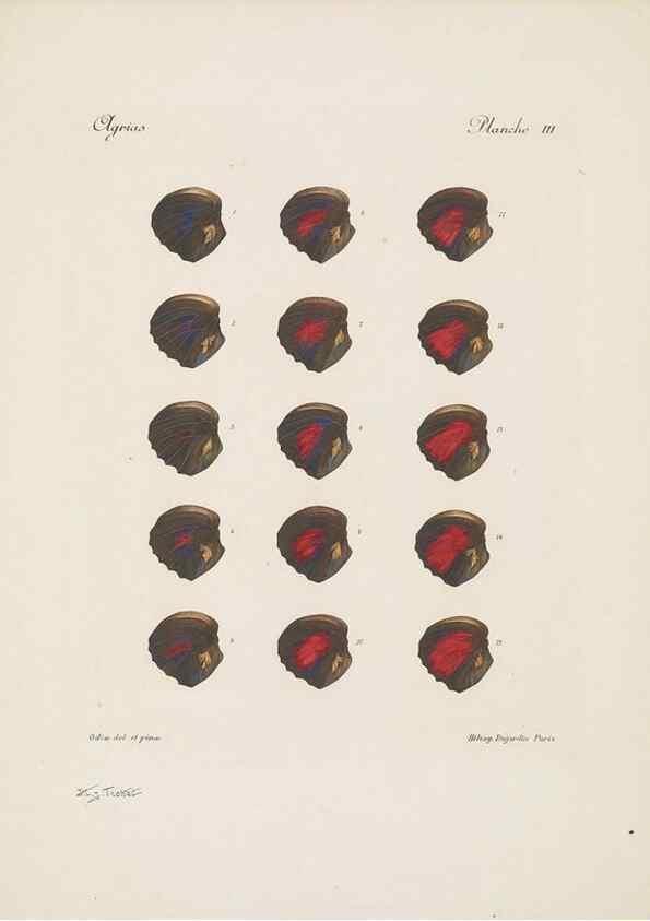 Reproducción/Reproduction 49467899348: Thèses entomologiques (Lépidoptères) :. Paris :G. de Malherbe et Cie Imprimeurs,3 Novembre 1921.. 