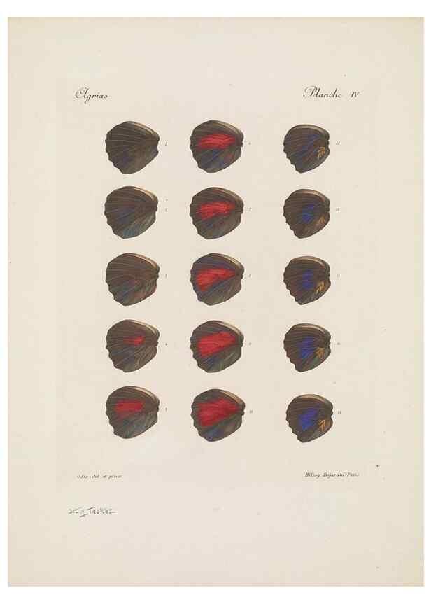 Reproducción/Reproduction 49468393761: Thèses entomologiques (Lépidoptères) :. Paris :G. de Malherbe et Cie Imprimeurs,3 Novembre 1921.. 