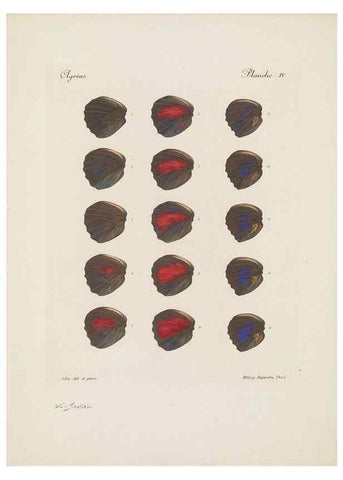 Reproducción/Reproduction 49468393761: Thèses entomologiques (Lépidoptères) :. Paris :G. de Malherbe et Cie Imprimeurs,3 Novembre 1921.. 