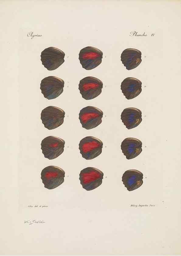 Reproducción/Reproduction 49468393761: Thèses entomologiques (Lépidoptères) :. Paris :G. de Malherbe et Cie Imprimeurs,3 Novembre 1921.. 