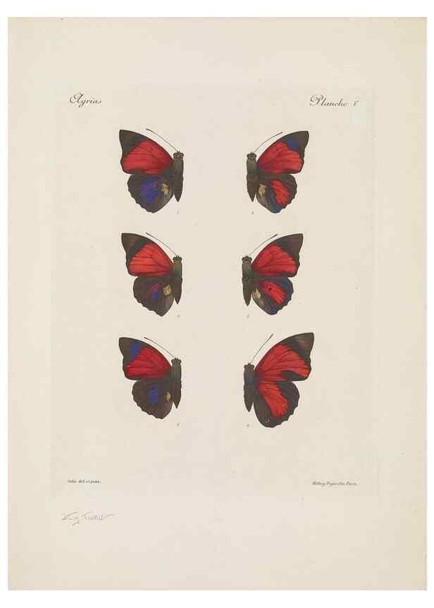 Reproducción/Reproduction 49467899803: Thèses entomologiques (Lépidoptères) :. Paris :G. de Malherbe et Cie Imprimeurs,3 Novembre 1921.. 
