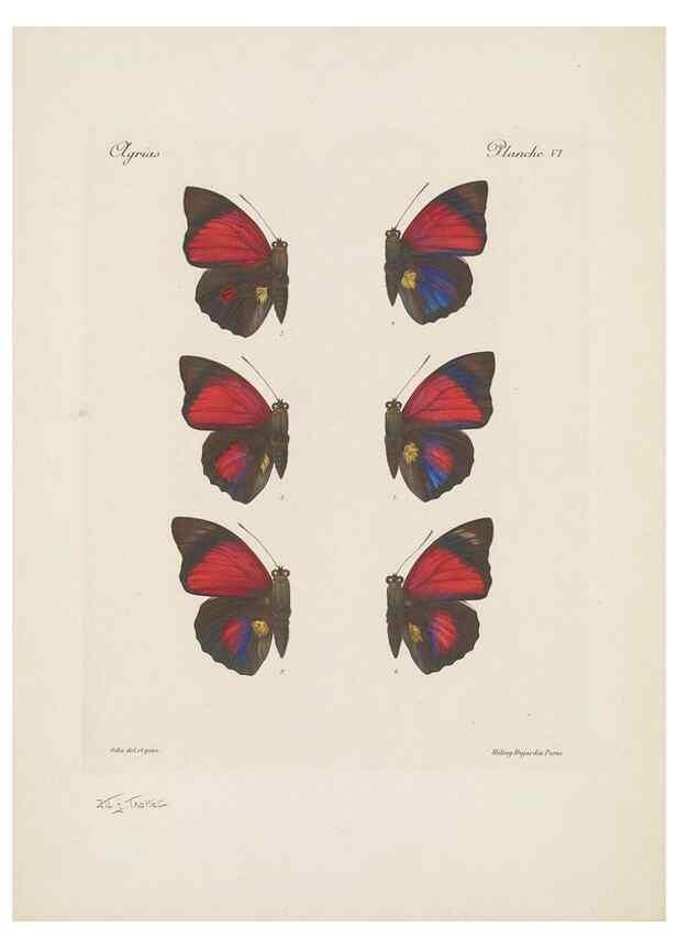 Reproducción/Reproduction 49467900013: Thèses entomologiques (Lépidoptères) :. Paris :G. de Malherbe et Cie Imprimeurs,3 Novembre 1921.. 