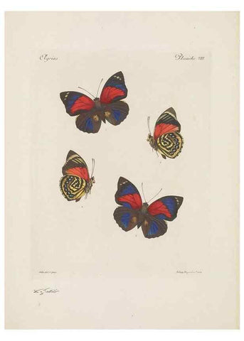 Reproducción/Reproduction 49468394631: Thèses entomologiques (Lépidoptères) :. Paris :G. de Malherbe et Cie Imprimeurs,3 Novembre 1921.. 