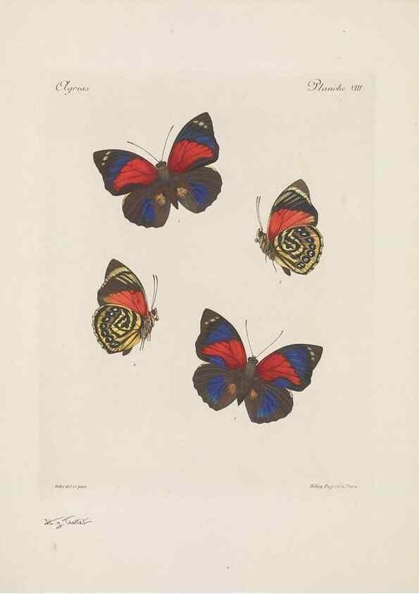 Reproducción/Reproduction 49468394631: Thèses entomologiques (Lépidoptères) :. Paris :G. de Malherbe et Cie Imprimeurs,3 Novembre 1921.. 