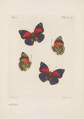Reproducción/Reproduction 49468394631: Thèses entomologiques (Lépidoptères) :. Paris :G. de Malherbe et Cie Imprimeurs,3 Novembre 1921.. 