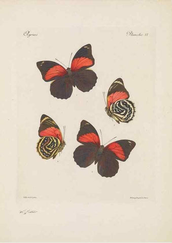 Reproducción/Reproduction 49468618977: Thèses entomologiques (Lépidoptères) :. Paris :G. de Malherbe et Cie Imprimeurs,3 Novembre 1921.. 