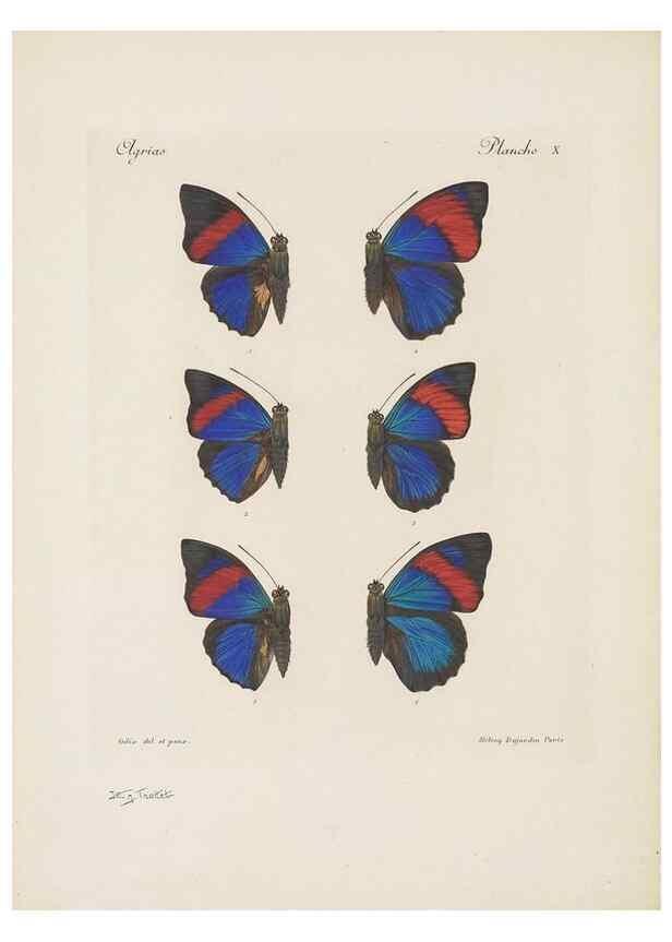 Reproducción/Reproduction 49467900798: Thèses entomologiques (Lépidoptères) :. Paris :G. de Malherbe et Cie Imprimeurs,3 Novembre 1921.. 