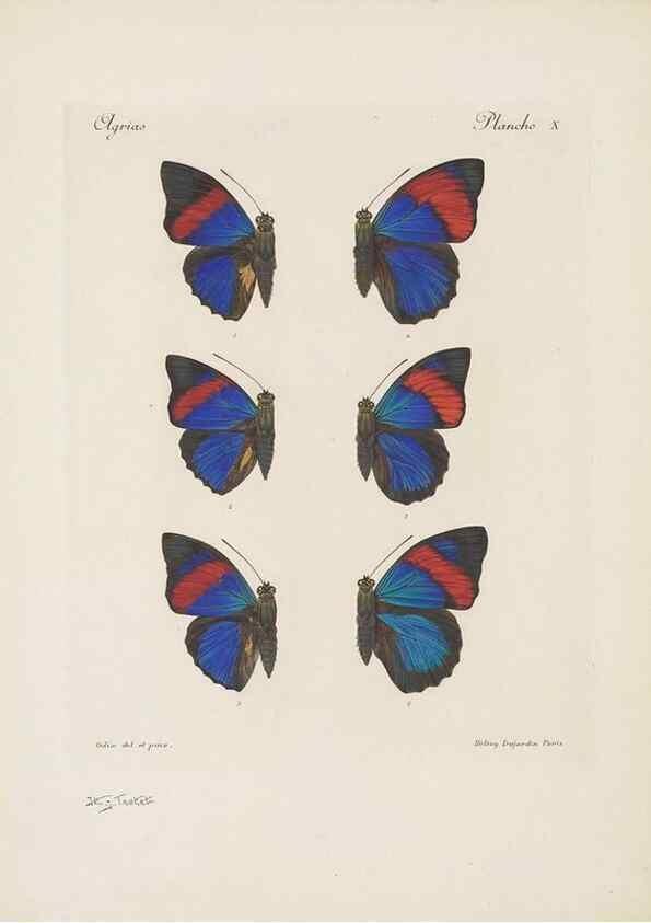 Reproducción/Reproduction 49467900798: Thèses entomologiques (Lépidoptères) :. Paris :G. de Malherbe et Cie Imprimeurs,3 Novembre 1921.. 