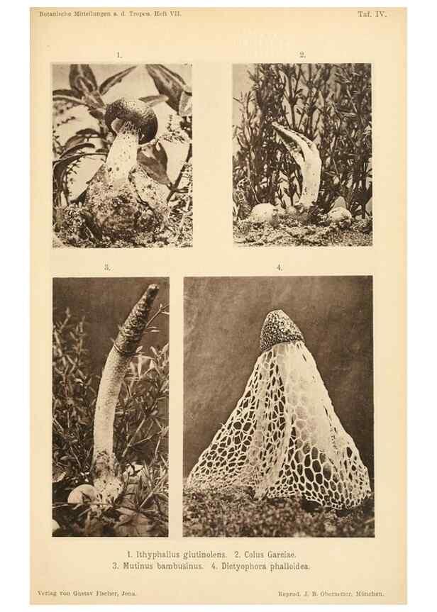 Reproducción/Reproduction 49459891371: Brasilische Pilzblumen.. Jena,G. Fischer,1895.. 