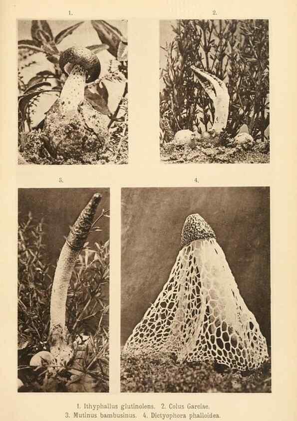 Reproducción/Reproduction 49459891371: Brasilische Pilzblumen.. Jena,G. Fischer,1895.. 