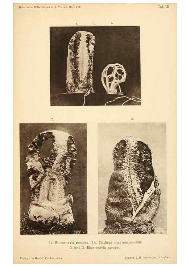 Reproducción/Reproduction 49459891091: Brasilische Pilzblumen.. Jena,G. Fischer,1895.. 