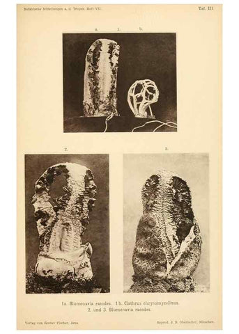 Reproducción/Reproduction 49459891091: Brasilische Pilzblumen.. Jena,G. Fischer,1895.. 