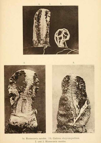 Reproducción/Reproduction 49459891091: Brasilische Pilzblumen.. Jena,G. Fischer,1895.. 