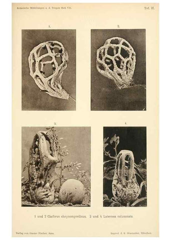 Reproducción/Reproduction 49460123467: Brasilische Pilzblumen.. Jena,G. Fischer,1895.. 