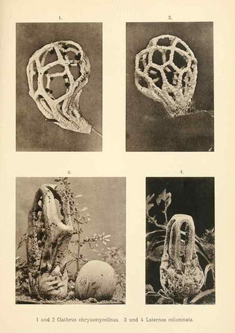 Reproducción/Reproduction 49460123467: Brasilische Pilzblumen.. Jena,G. Fischer,1895.. 